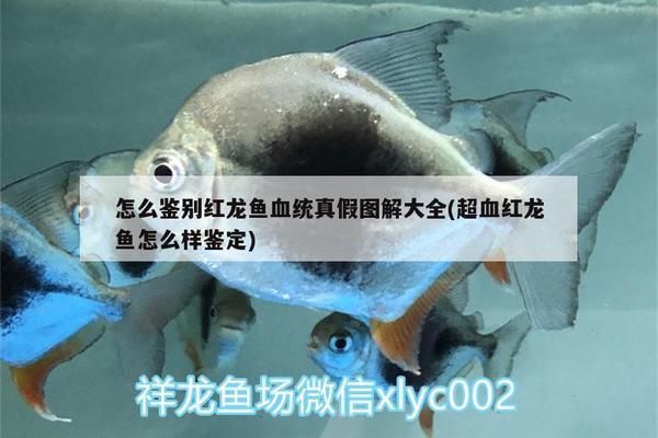 如何辨別紅龍魚真假：如何鑒別紅龍魚的真偽