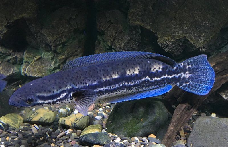 如何判斷雷龍魚是否適應(yīng)新水