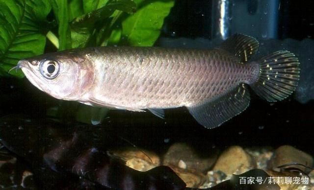什么品種的龍魚好看又好養又漂亮：紅龍魚與金龍魚的區別，過背金龍魚的價格范圍
