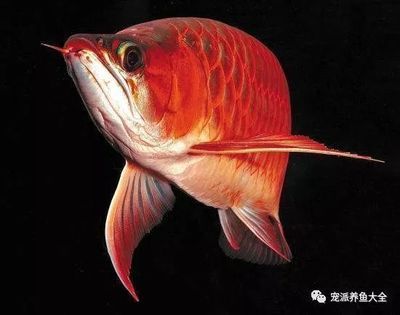 龍魚疾病治療常見藥物是什么藥物呢：治療龍魚疾病時，藥物的選擇和使用是非常關鍵的,龍魚用藥劑量和療程指南