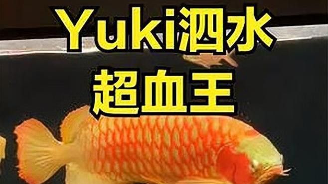 泗水紅龍魚的價格范圍是多少？