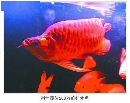 泗水紅龍魚的價格范圍是多少？