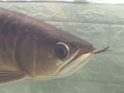 龍魚眼上有一小塊白膜怎么回事：龍魚眼上出現白膜可能是由多種原因引起的