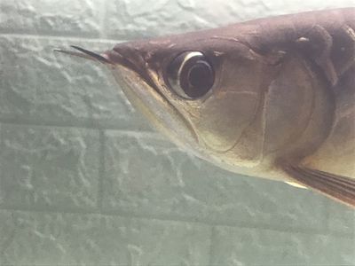 龍魚眼上有一小塊白膜怎么回事：龍魚眼上出現白膜可能是由多種原因引起的