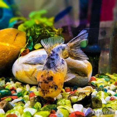龍魚眼上有一小塊白膜怎么回事：龍魚眼上出現白膜可能是由多種原因引起的