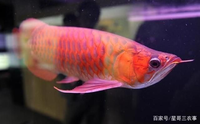 金龍魚和龍魚的區別在哪里，金龍魚與龍魚的區別