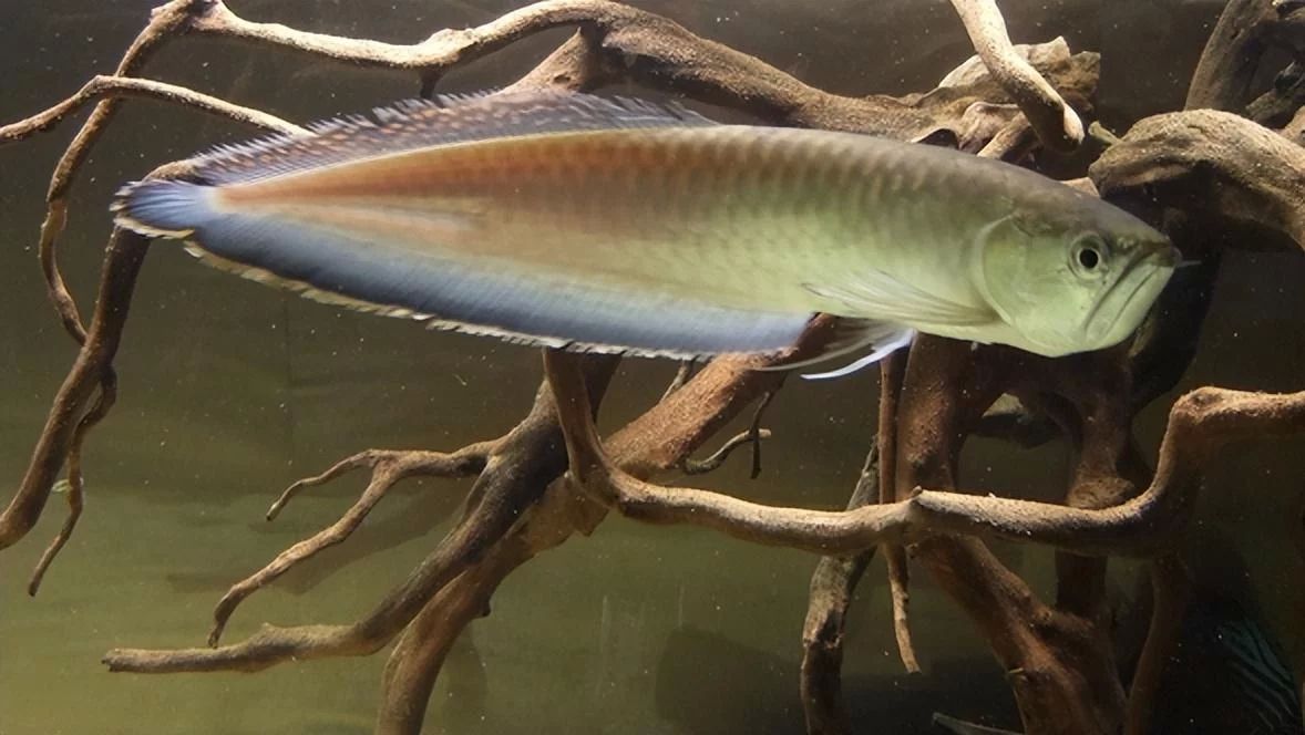龍魚的胸鰭斷了一半：龍魚的胸鰭斷了一半會對其美觀性和健康產(chǎn)生影響嗎