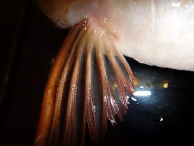 龍魚的胸鰭斷了一半：龍魚的胸鰭斷了一半會對其美觀性和健康產(chǎn)生影響嗎