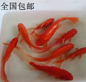 紅龍魚吃飼料嗎？，紅龍魚飼料與活食搭配比例