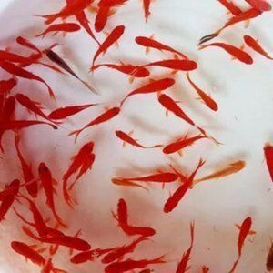 紅龍魚吃飼料嗎？，紅龍魚飼料與活食搭配比例