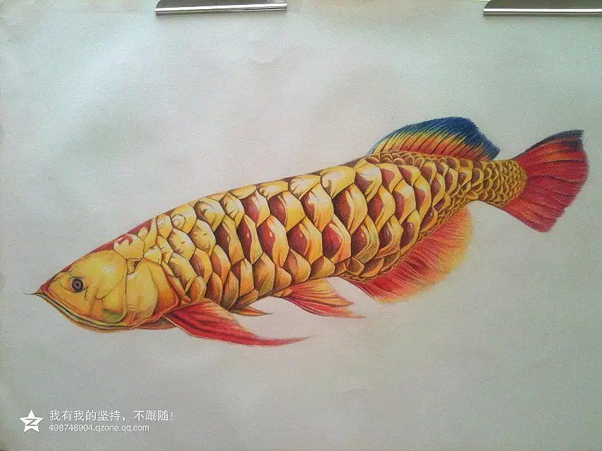 色彩金龍魚(yú)怎么畫(huà)好看又漂亮：國(guó)畫(huà)風(fēng)格的金龍魚(yú)怎么畫(huà)好看又漂亮