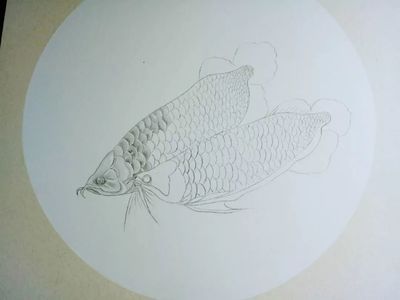 色彩金龍魚(yú)怎么畫(huà)好看又漂亮：國(guó)畫(huà)風(fēng)格的金龍魚(yú)怎么畫(huà)好看又漂亮