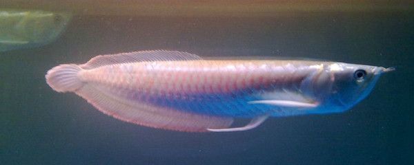 銀龍魚喂養頻率與成長關系：銀龍魚的喂養頻率與成長
