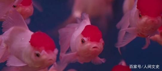 龍魚是熱帶魚魚嘛還是海魚：如何區(qū)分金龍魚和紅龍魚