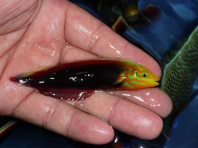 龍魚是熱帶魚魚嘛還是海魚：如何區(qū)分金龍魚和紅龍魚