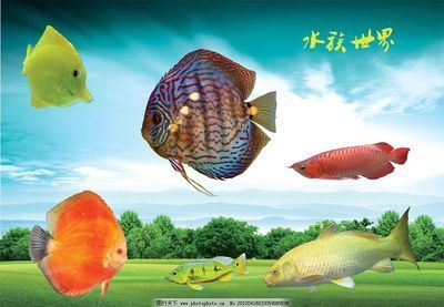 龍魚是熱帶魚魚嘛還是海魚：如何區(qū)分金龍魚和紅龍魚