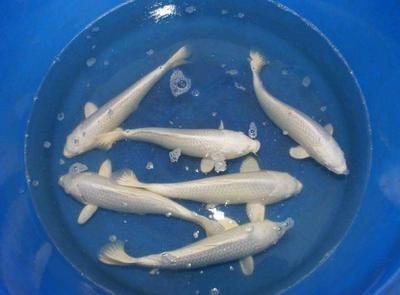 龍魚是熱帶魚魚嘛還是海魚：如何區(qū)分金龍魚和紅龍魚