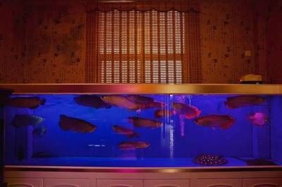 紅龍魚總是在缸底【紅龍魚在缸底的養護注意事項】