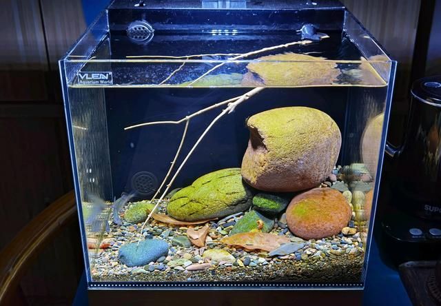 紅龍魚總是在缸底【紅龍魚在缸底的養護注意事項】