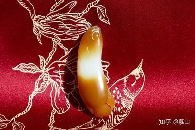 金色金龍魚價格（金色金龍魚價格從幾百元到數(shù)萬元不等）