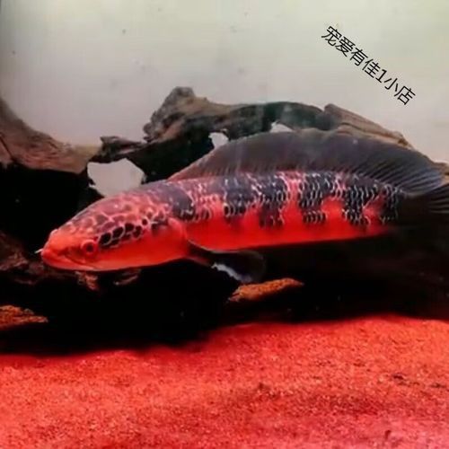 紅帝王雷龍魚和什么魚混養最好