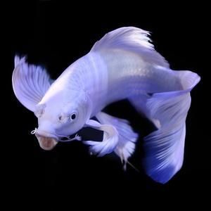 蝴蝶鯉魚可以和龍魚混養：蝴蝶鯉可以和龍魚混養嗎