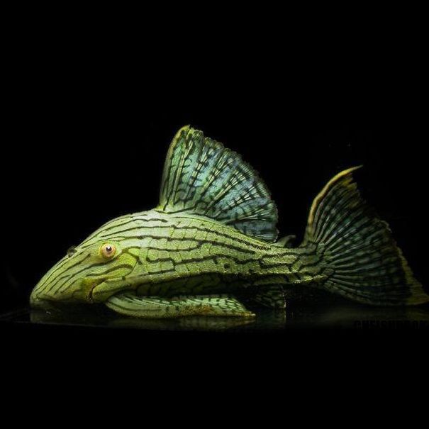 綠皮皇冠豹吃什么飼料 綠皮皇冠豹吃什么飼料 龍魚百科 第2張