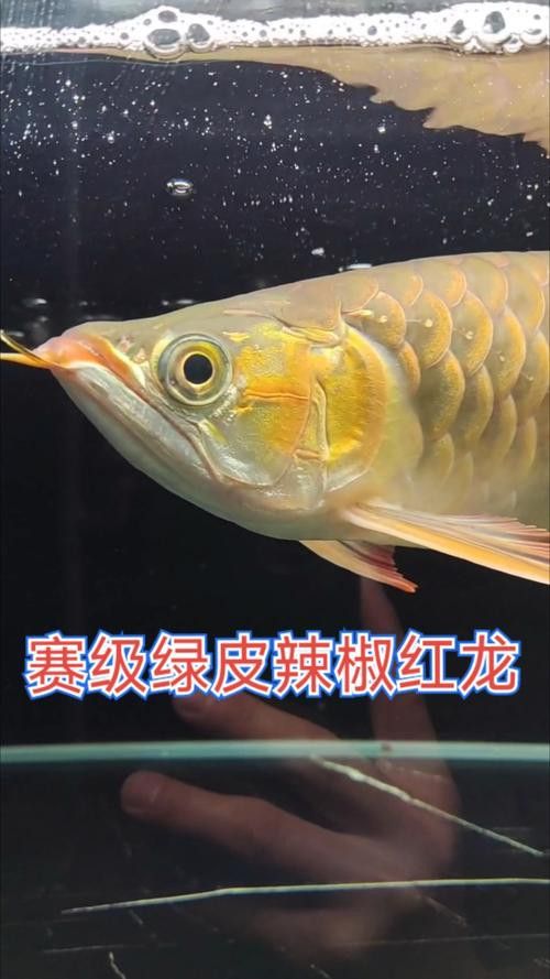 熱帶龍魚圖片大全大圖