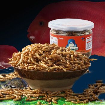 龍魚是否可以使用黃粉（黃粉可以治療多種魚類疾病）