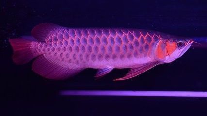 如何選擇適合銀龍魚的過濾材料：如何根據銀龍魚的特點和需求，挑選出最適合的過濾材料