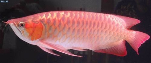如何選擇適合銀龍魚的過濾材料：如何根據銀龍魚的特點和需求，挑選出最適合的過濾材料
