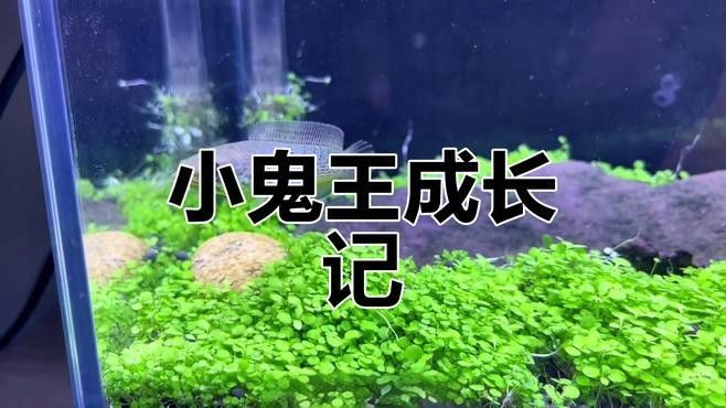 鬼王雷龍魚生長速度