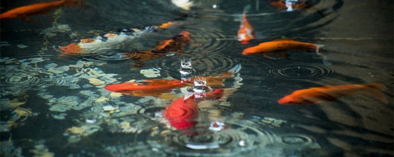 紅龍魚幼魚飼養技巧和方法（紅龍魚幼魚的飼養方法全攻略紅龍魚的飼養方法全攻略）