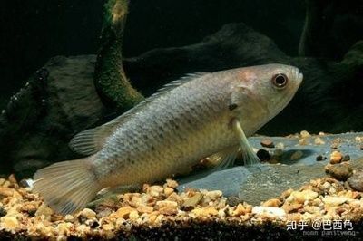 龍魚會不會吃清道夫：龍魚會吃清道夫嗎？