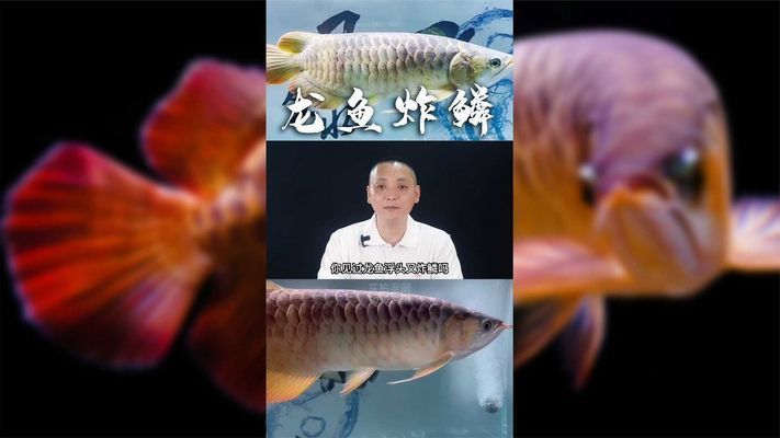 龍魚疾病的預防和治療視頻：龍魚常見疾病的預防和治療