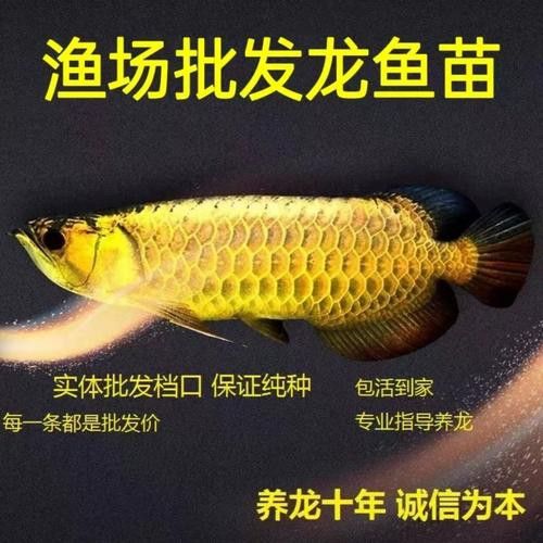 專業定做魚缸觀賞魚選龍魚世家水族館贊