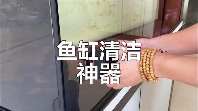如何清潔金龍魚缸背景上的藻類？