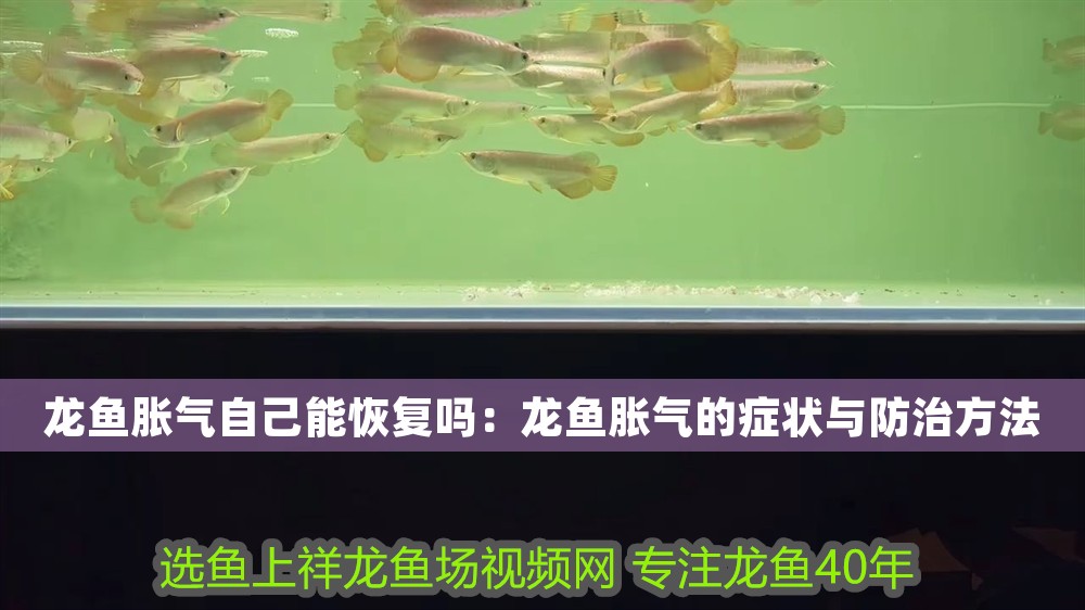 龍魚脹氣自己能恢復嗎：龍魚脹氣的癥狀與防治方法