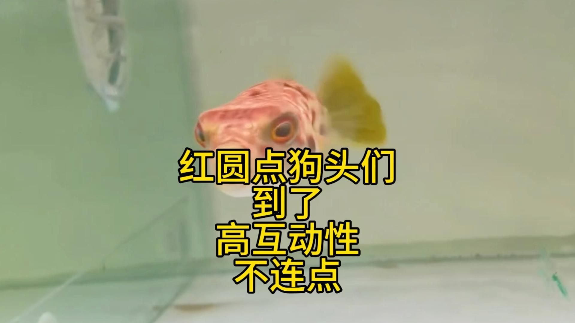 奈及利亞紅圓點(diǎn)狗頭魚多少錢