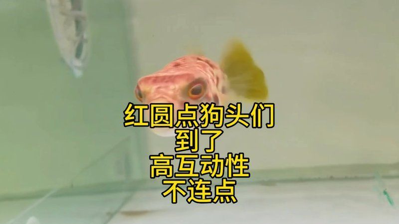 奈及利亞紅圓點(diǎn)狗頭魚多少錢