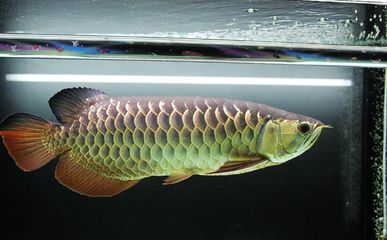 金龍魚燒須可以恢復嗎？：金龍魚燒須可以恢復嗎
