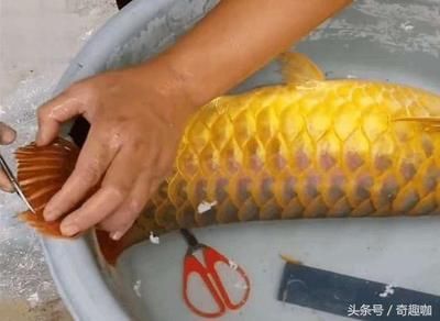 金龍魚燒須可以恢復嗎？：金龍魚燒須可以恢復嗎