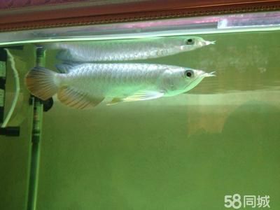 藍底金頭過背金龍魚價值：關于藍底金頭過背金龍魚價值的一些詳細信息