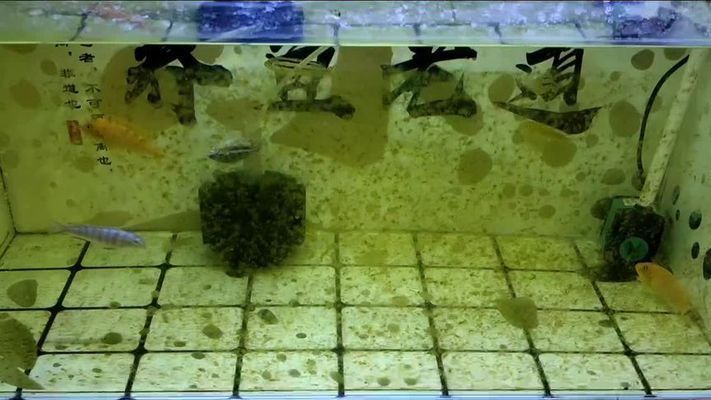 龍魚缸褐藻怎么去除視頻講解（如何去除龍魚缸中的褐藻）