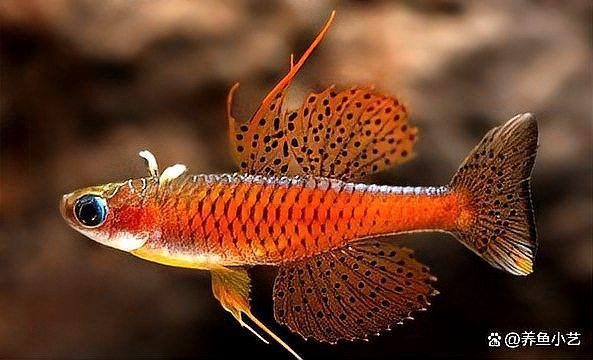 消毒后多久可以放闖缸魚？