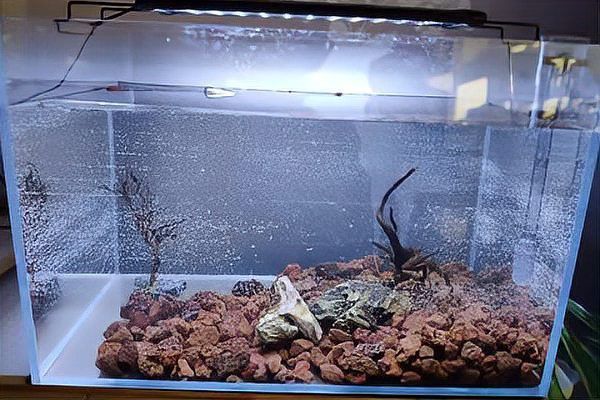 消毒后多久可以放闖缸魚？