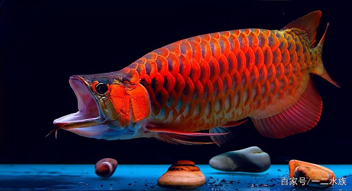 消毒后多久可以放闖缸魚？