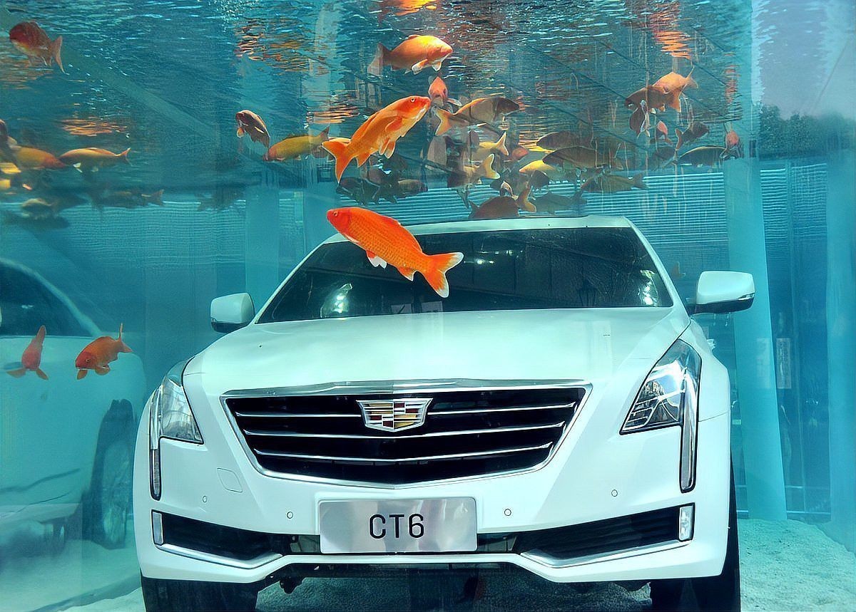 消毒后多久可以放闖缸魚？