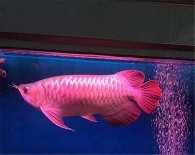 龍魚的發色燈可以用于鸚鵡魚：龍魚的發色燈一定不適合鸚鵡魚的發色燈，鸚鵡魚發色燈