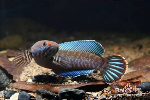 好養的雷龍魚品種有哪些：幾種適合初學者養殖的雷龍魚品種